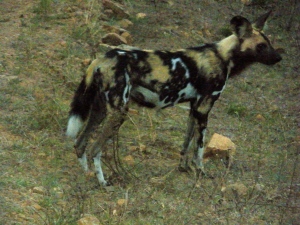 Wild African Hunting Dog